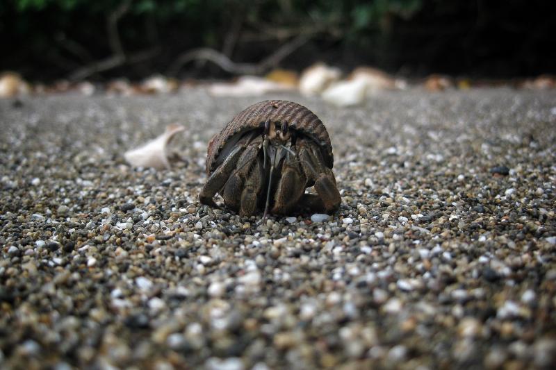 Hermit Crab