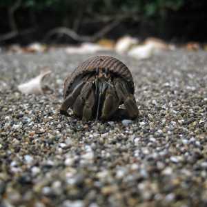 Hermit Crab