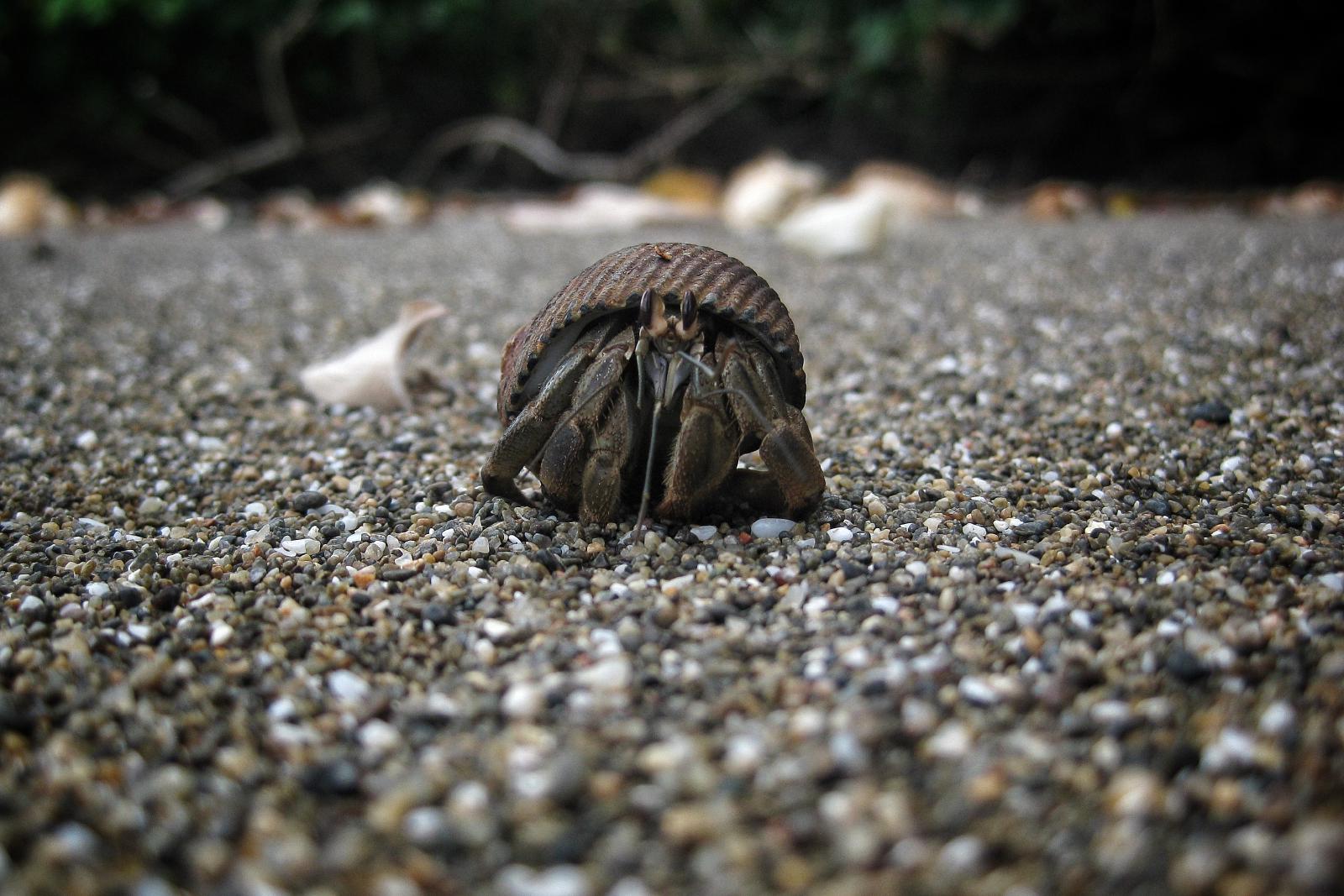 Hermit Crab
